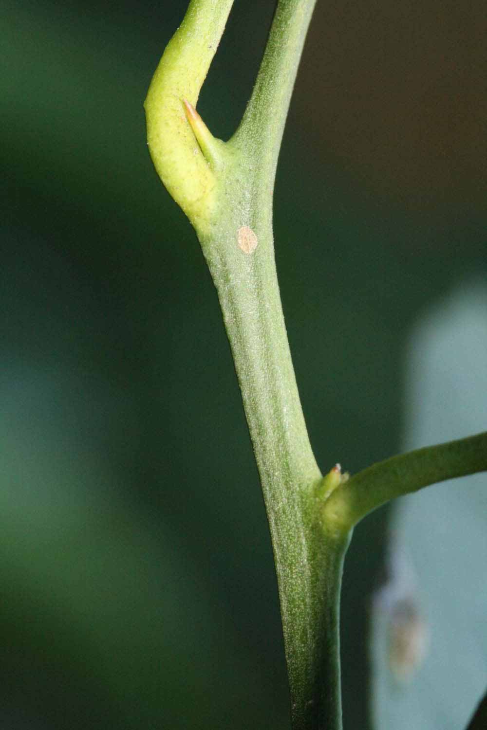              First year twig (Riverside, CA)       